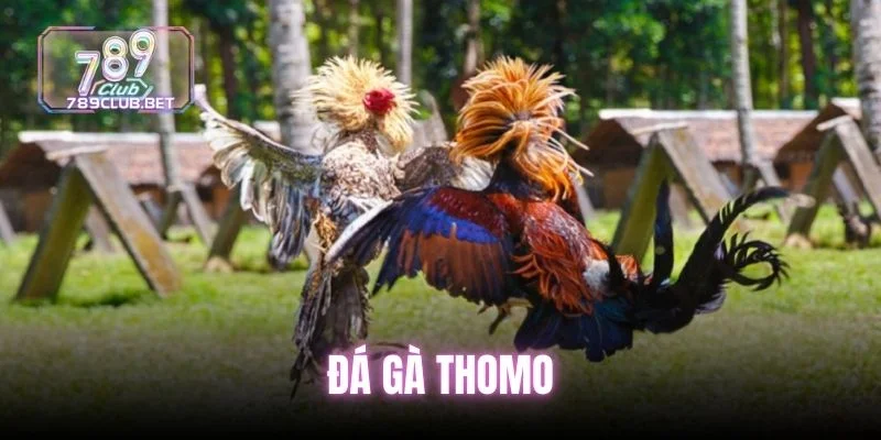 5 Sự Thật Về Đá Gà Thomo - Sức Hút Của Trường Đấu Đỉnh Cao da-ga-thomo