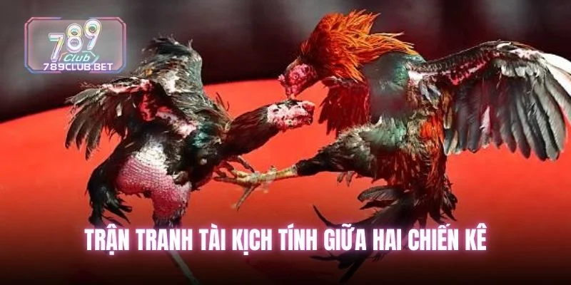 5 Sự Thật Về Đá Gà Thomo - Sức Hút Của Trường Đấu Đỉnh Cao Trận tranh tài kịch tính giữa hai chiến kê